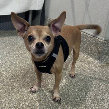 IVHS-Stray-139695 -  Chihuahua Dog for Adoption in San Gabriel, California - IVHS-Stray-139695 | PetCurious