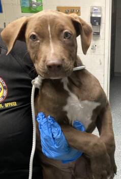 A764000 -  Labrador Retriever and Mixed Breed Dog for Adoption in Long Beach, California - A764000 | PetCurious