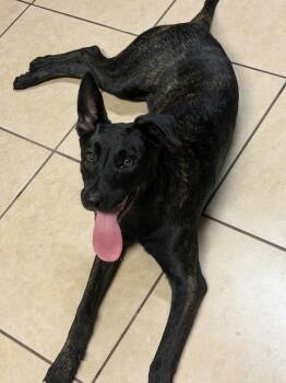 Sven - Located in Florida -  Dutch Shepherd Dog for Adoption in Imlay City, Michigan - Sven - Located In Florida | PetCurious