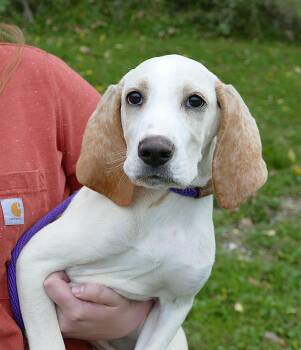 CLYDE -  Pointer and Mixed Breed Dog for Adoption in Beech Bottom, West Virginia - CLYDE | PetCurious