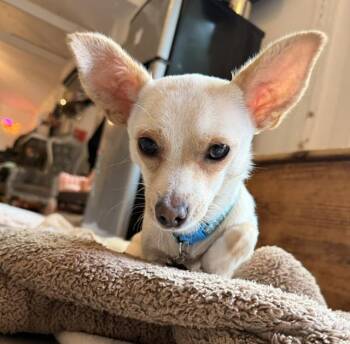 Gator -  Chihuahua Dog for Adoption in Santa Rosa, California - Gator | PetCurious