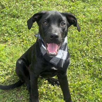 Labrador Retriever Dogs Available for Adoption in Lakewood Ranch, Florida - Jet Mario | PetCurious