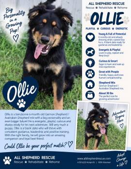 Ollie -  German Shepherd Dog and Australian Shepherd Dog for Adoption in Baltimore, Maryland - Ollie | PetCurious