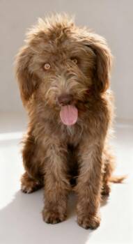 Kumura -  Labrador Retriever and Golden Retriever Dog for Adoption in Cottonwood, Arizona - Kumura | PetCurious