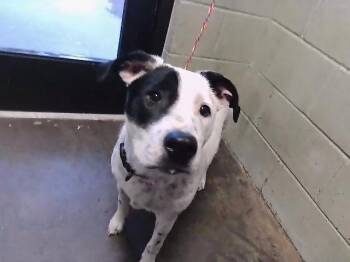Parson Russell Terrier and Pit Bull Terrier Dogs Available for Adoption - LOTTIE | PetCurious