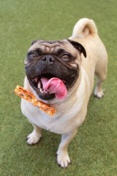 Hubble -  Pug Dog for Adoption in Gardena, California - Hubble | PetCurious