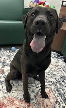 SPENCER -  Labrador Retriever and Mixed Breed Dog for Adoption in Dayton, Ohio - SPENCER | PetCurious