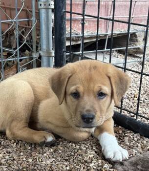 Sea -  Mastiff and Great Pyrenees Dog for Adoption in Bolivar, Missouri - Sea | PetCurious