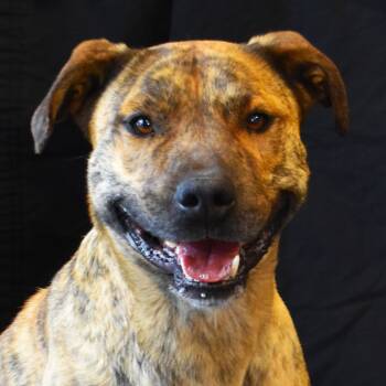 Rescue Pit Bull Terrier Dogs for Adoption in Rifle, Colorado - Ron | PetCurious