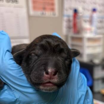 Mixed Breed Dogs Available for Adoption in Yuma, Arizona - Piggy | PetCurious