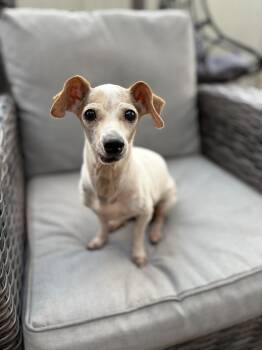 Mimi -  Chihuahua and Dachshund Dog for Adoption in Poway, California - Mimi | PetCurious