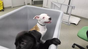 Labrador Retriever and Mixed Breed Dogs Available for Adoption in Omaha, Nebraska - LOKI | PetCurious