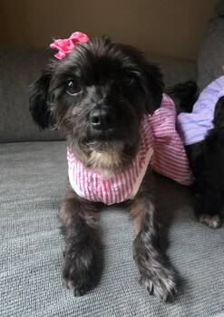 Dolly -  Miniature Schnauzer and Miniature Poodle Dog for Adoption in Cedar Rapids, Iowa - Dolly | PetCurious