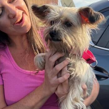ARCHIE -  Yorkshire Terrier Dog for Adoption in Waterford, New Jersey - ARCHIE | PetCurious