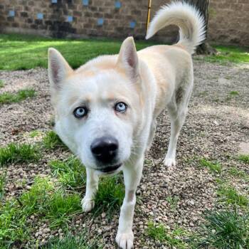 Begonia -  Husky and Mixed Breed Dog for Adoption in Naperville, Illinois - Begonia | PetCurious