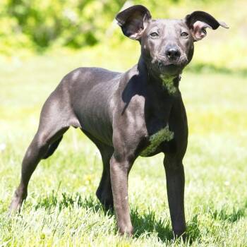 Labrador Retriever Dogs Available for Adoption in South Elgin, Illinois - Over Easy | PetCurious