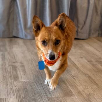 Penny -  Corgi Dog for Adoption in Green Bay, Wisconsin - Penny | PetCurious