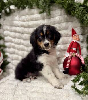 Rescue Australian Shepherd Dogs for Adoption in Iron Ridge, Wisconsin - Samuel | PetCurious