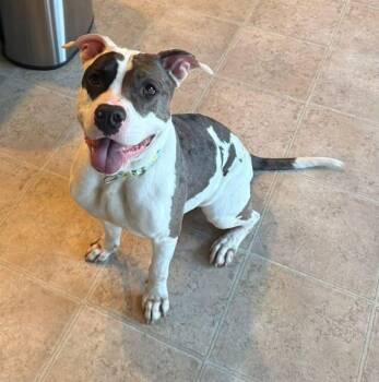 Mixed Breed Dogs Available for Adoption in River Vale, New Jersey - Lola | PetCurious