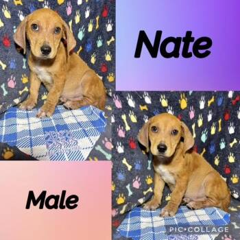 Nate -  Basset Hound Dog for Adoption in Manchester, Connecticut - Nate | PetCurious