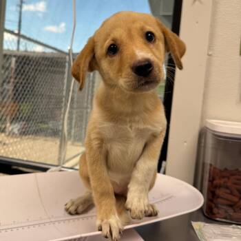 Avril -  Mixed Breed Dog for Adoption in Columbiana, Alabama - Avril | PetCurious