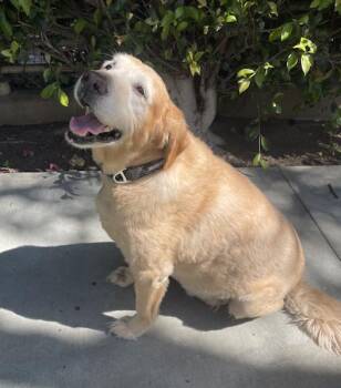 Golden Retriever Dogs Available for Adoption in Los Angeles, California - Wrigley | PetCurious