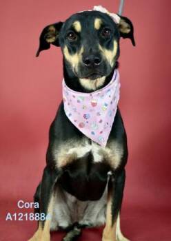 Cora -  German Shepherd Dog and Rottweiler Dog for Adoption in Thousand Oaks, California - Cora | PetCurious
