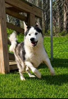 Sled -  Siberian Husky Dog for Adoption in Sumter, South Carolina - Sled | PetCurious