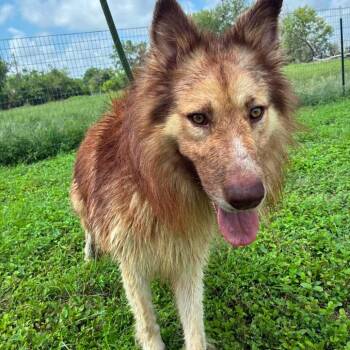 Henry JuM -  Husky and German Shepherd Dog Dog for Adoption in Austin, Texas - Henry JuM | PetCurious
