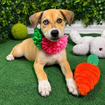 Snow White -  Hound and Husky Dog for Adoption in Lucas, Texas - Snow White | PetCurious
