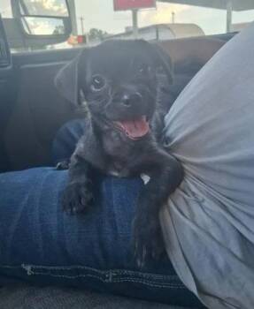 Button -  Terrier Dog for Adoption in Grafton, Wisconsin - Button | PetCurious