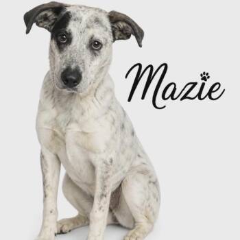 Australian Cattle Dog Blue Heeler and Mixed Breed Dogs Available for Adoption in Parker, Colorado - 562 (2026) Mazie | PetCurious