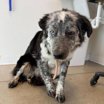 Border Collie and Australian Cattle Dog Blue Heeler Dogs Available for Adoption in Rifle, Colorado - Doris | PetCurious