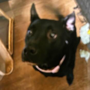 Midnight -  German Shepherd Dog and Pit Bull Terrier Dog for Adoption in Starkville, Mississippi - Midnight | PetCurious