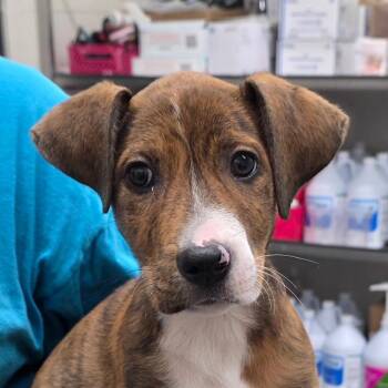 Ruthie -  Hound Dog for Adoption in Bronson, Florida - Ruthie | PetCurious