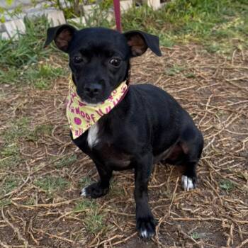 Chihuahua Dogs Available for Adoption - Tina | PetCurious