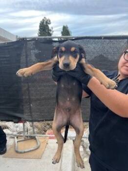 Rescue Doberman Pinscher Dogs for Adoption in Stockton, California - WINSTON | PetCurious