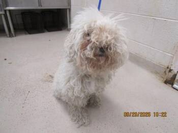 Toby (319) -  Poodle Dog for Adoption in Marietta, Georgia - Toby (319) | PetCurious