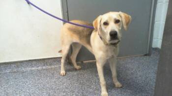 Labrador Retriever and Mixed Breed Dogs Available for Adoption in Charlotte, North Carolina - LUCY | PetCurious
