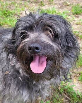 Terrier Dogs Available for Adoption in Grayslake, Illinois - Rif | PetCurious