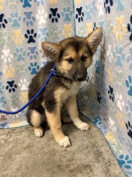DIAMOND -  German Shepherd Dog Dog Available for Adoption in Rosenberg, Texas - DIAMOND | PetCurious