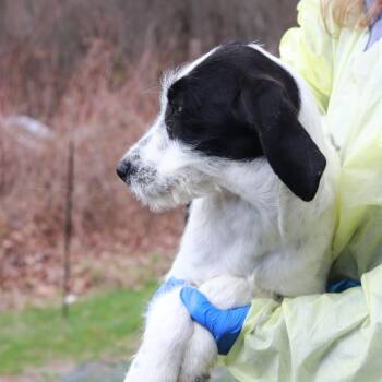 Coonhound and Golden Retriever Dogs Available for Adoption in Eastford, Connecticut - CT Elmyra | PetCurious