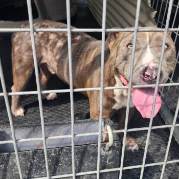 Rescue Pit Bull Terrier Dogs for Adoption in Evensville, Tennessee - Kobalt | PetCurious