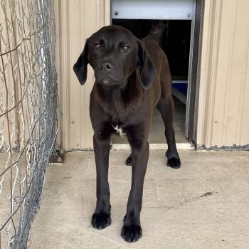 Rescue Golden Retriever and Mixed Breed Dogs for Adoption in Hohenwald, Tennessee - Shorty | PetCurious