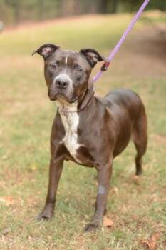 Rescue Mixed Breed Dogs for Adoption in Chamblee, Georgia - Melanie | PetCurious