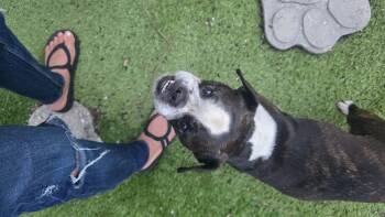 Boston Terrier and French Bulldog Dogs Available for Adoption in Mary Esther, Florida - Mia  | PetCurious