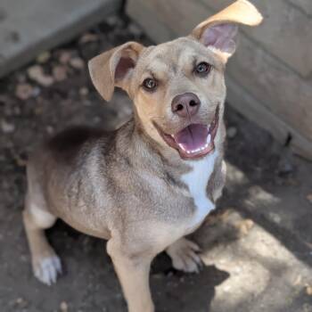 Nugget -  Mountain Cur and Beagle Dog for Adoption in Mountain Center, California - Nugget | PetCurious