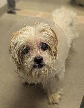 Zoey -  Shih Tzu Dog for Adoption in Salt Lake City, Utah - Zoey | PetCurious