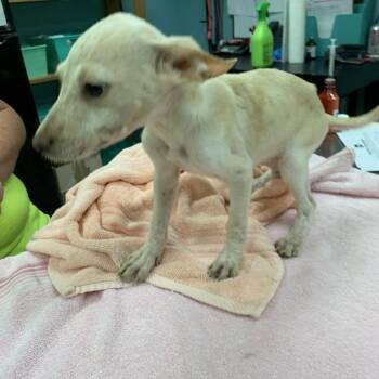 Capri -  Mixed Breed Dog for Adoption in Fairfax Station, Virginia - Capri | PetCurious