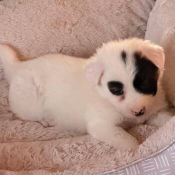 Mixed Breed Dogs Available for Adoption in Buffalo, Minnesota - Gallimimus | PetCurious